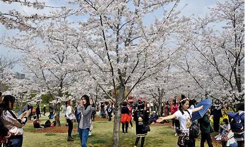 顾村公园樱花节老年人免票吗_顾村公园樱花