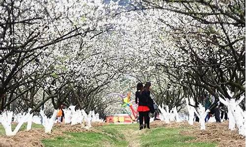 萝岗香雪公园梅花什么时候开_萝岗香雪公园