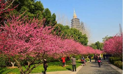 常州红梅公园梅花节历史_常州红梅公园梅花