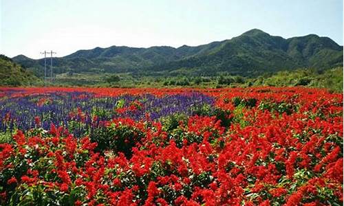 延庆四季花海7月去有花_延庆四季花海游记攻略