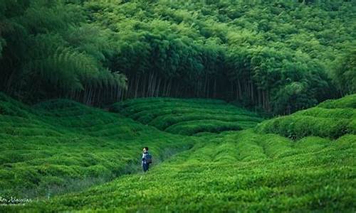 莫干山必去八个景点自驾游_莫干山必去八个景点