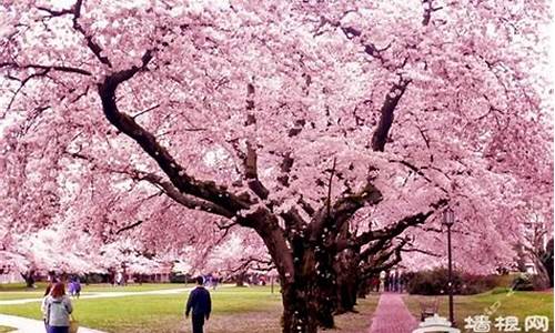 顾村公园樱花节简介_顾村公园樱花节简介图片